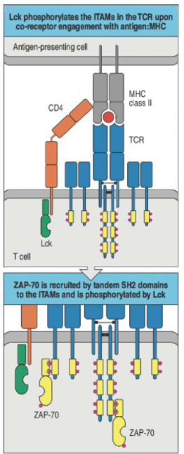 <ul><li><p>Lck (bound to CD4/CD8) phosphorylates ITAMs in the TCR complex.</p></li><li><p>Phosphorylated ITAMs recruit ZAP-70 via its SH2 domains, initiating signaling.</p></li><li><p>CD45 regulates signal strength by dephosphorylating as needed.</p></li></ul><p></p>