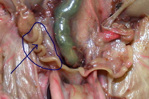 point where uterus & uterine tubes meet; connect body of uterus & ovaries; in the pig, fetus develops here