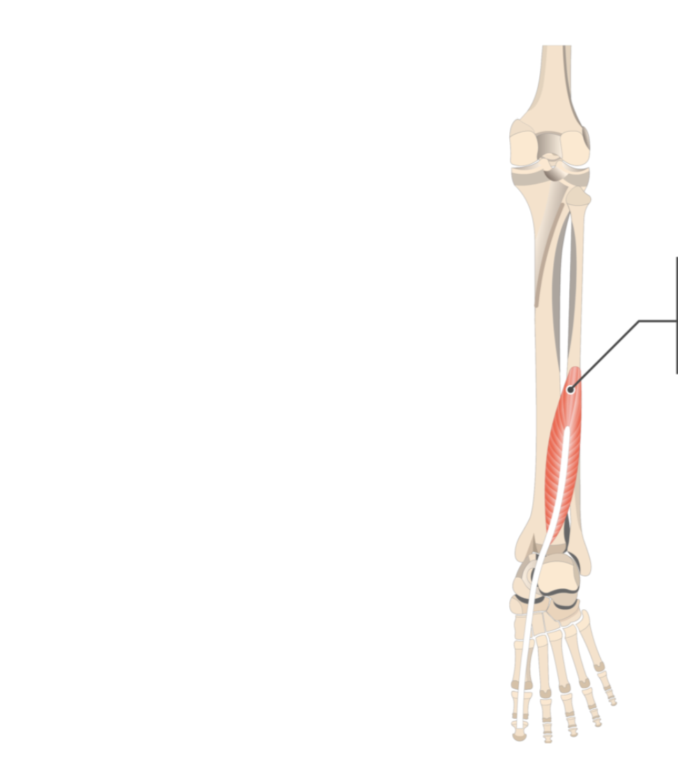 <p></p><p>origin: fibula</p><p>insertion: distal phalanx of metatarsal I</p>