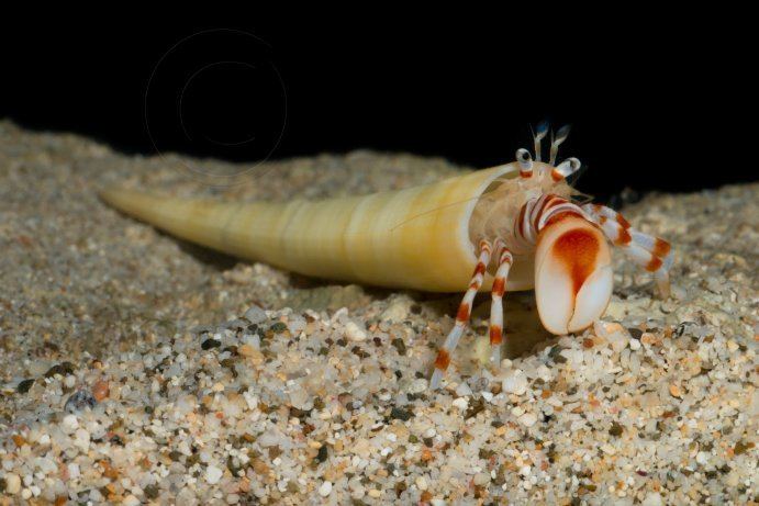 <p>Dentalium (Tusk shell)</p>