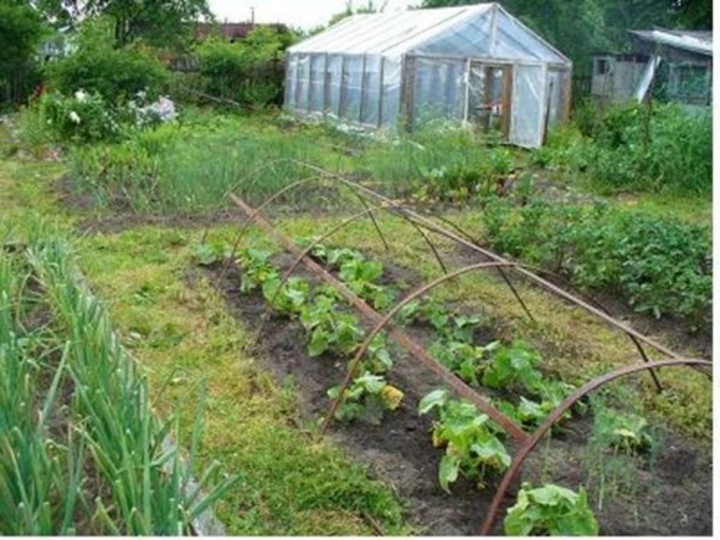 <p>garden</p>