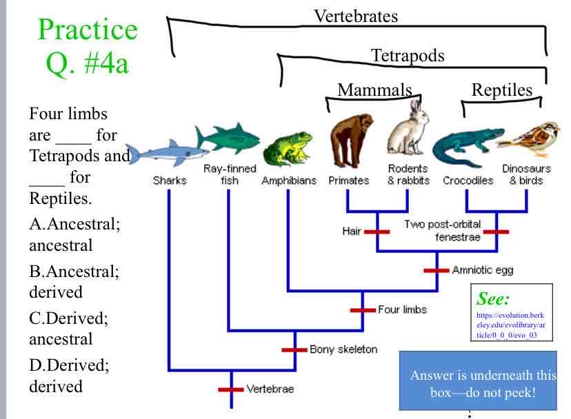 <p>Practice Question (Traits) - Four limbs are ____ for Tetrapods and ____ for Reptiles.</p>