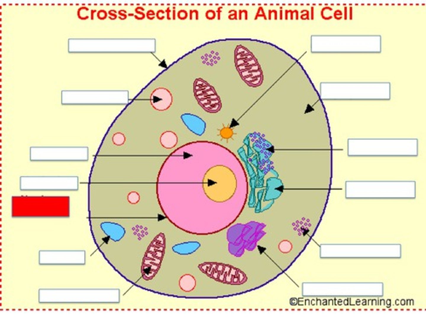 <p>It controls what what enters and leaves the nucleus. Also called nuclear envelope.</p>