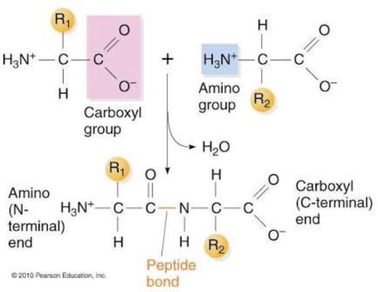 <ol><li><p>R-group orientation</p></li><li><p>Directionality</p><ul><li><p>on 1 end of backbone (chain of peptide bonds) there is a <strong>N-terminus </strong>(amino group) and on the other a <strong>C-terminus </strong>(carboxyl group)</p></li></ul></li><li><p>Flexibility - the single bonds can rotate</p></li></ol><p></p>
