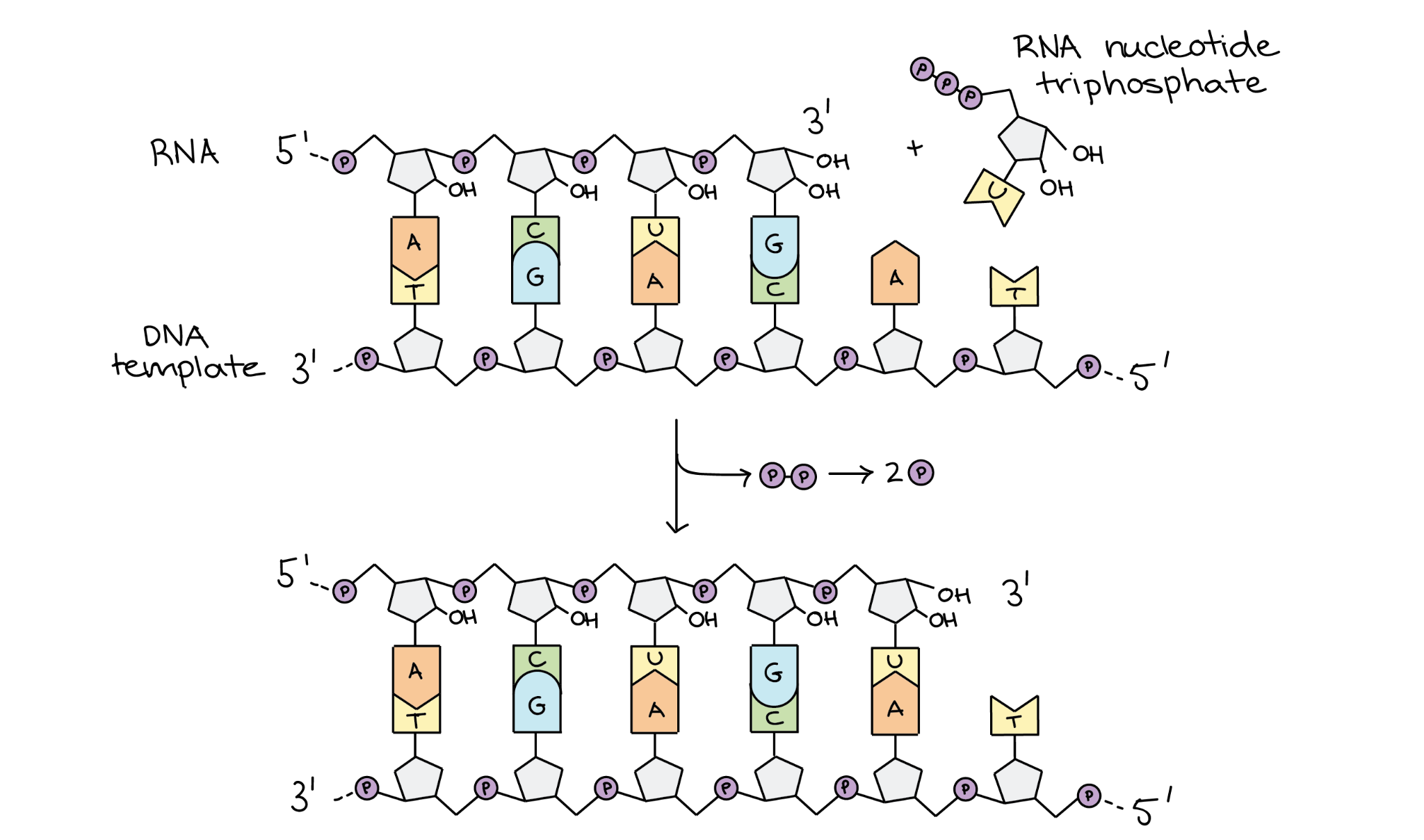 <ul><li><p>Same as prokaryotic elongation</p></li><li><p>RNA polymerase II moves along the DNA from 5' to 3' direction making a complementary mRNA strand.</p></li><li><p>It adds nucleotides one by one and forms phosphodiester bonds (links between the nucleotides) to build the RNA chain.</p></li></ul><p></p>