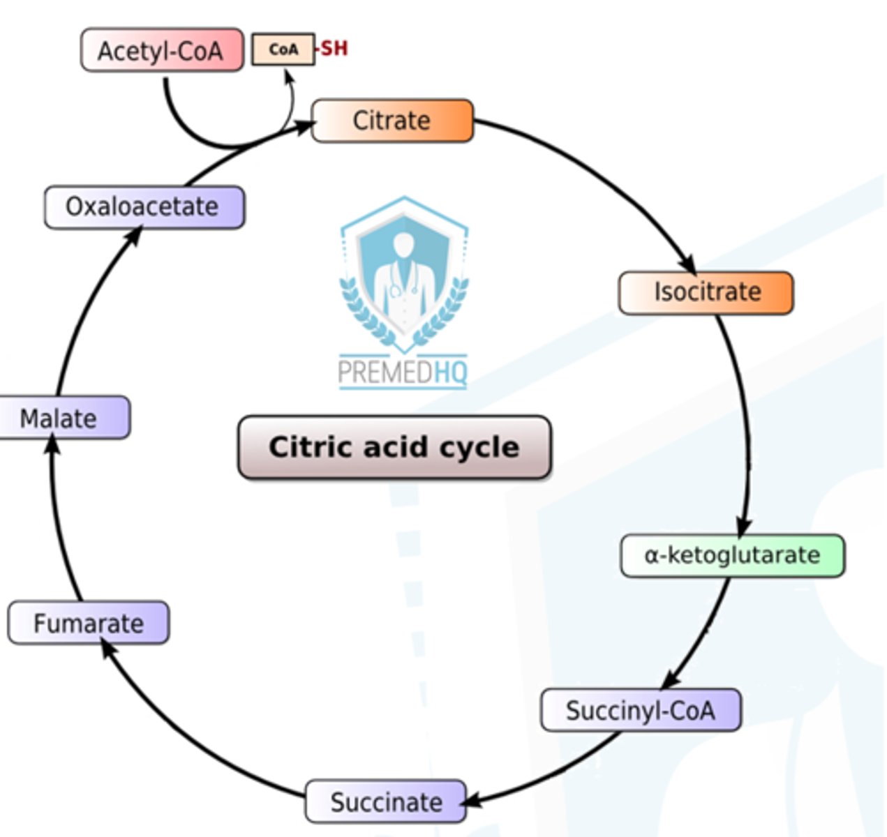 <p>1. Citrate</p><p>2. Isocitrate</p><p>2. a-Ketoglutarate</p><p>4. Succinyl-CoA</p><p>5. Succinate</p><p>6. Fumarate</p><p>7. Malate</p><p>8. Oxaloacetate</p>