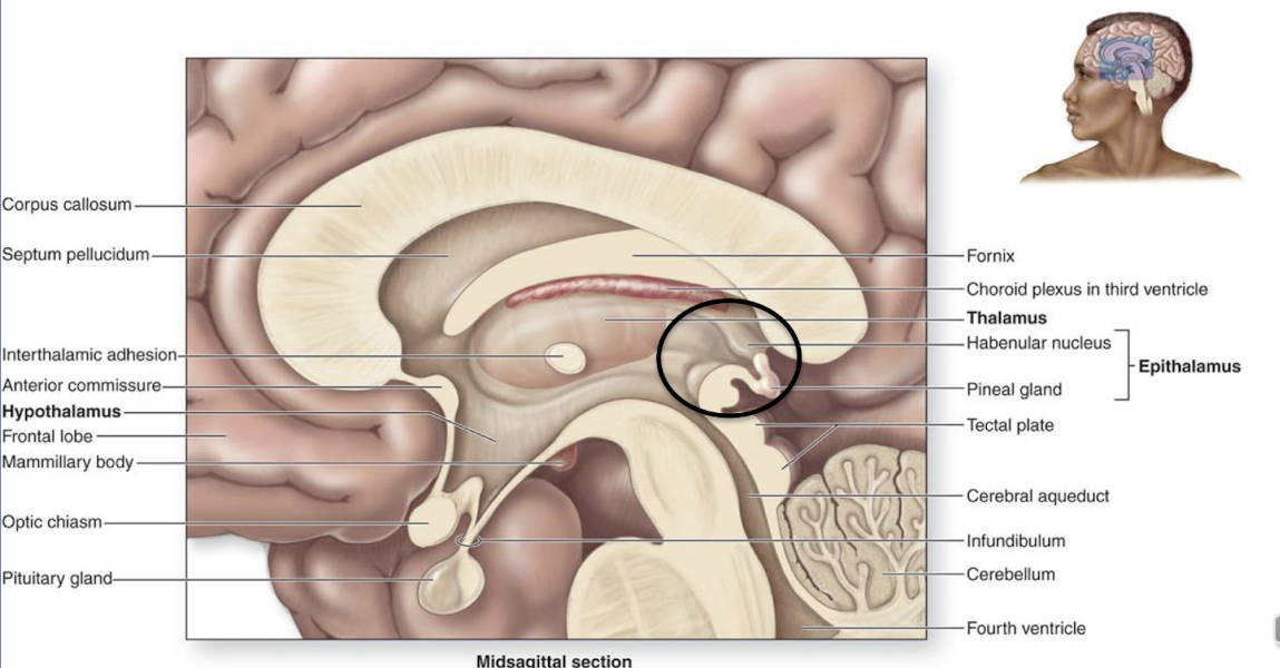 <p>it is the structure behind the thalamus, contains the pineal gland which secretes melatonin for circadian rhythm (sleep) </p>