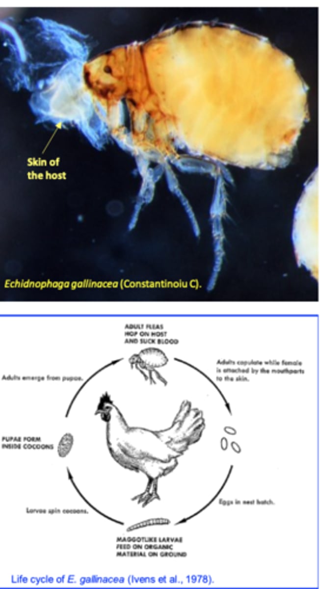 <p>• Female fleas burrows into the skin where they attach firmly with their mouthparts =&gt; the skin around might become ulcerated;</p><p>After copulation females lay 1-4 eggs/day that fall on the ground</p><p>On the ground larvae hatch from eggs in 1-2 weeks =&gt; feed on chicken manure and flea excrements;</p><p>L1 =&gt;L2 =&gt; L3 in 2-4 weeks; L3 spins a cocoon =&gt; pupa =&gt; adults;</p>
