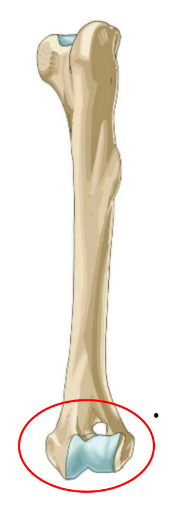 <p>• Entire distal end of the humerus</p>