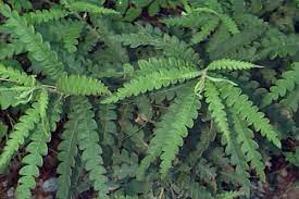<p>sweetfern, Comptonia peregrina, Myricaceae</p>