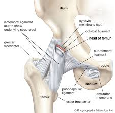 <p>što su ligamenti</p>