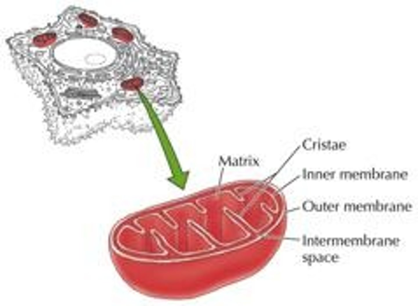 <p>Powerhouse of the cell, generates ATP through respiration.</p>