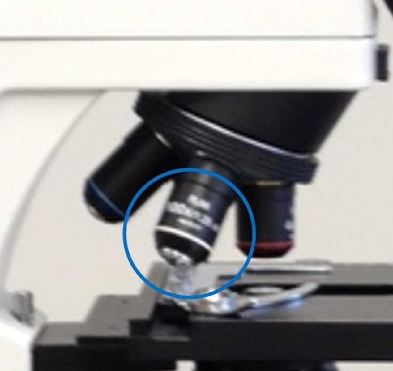 <p>100x magnification (requires oil).</p>