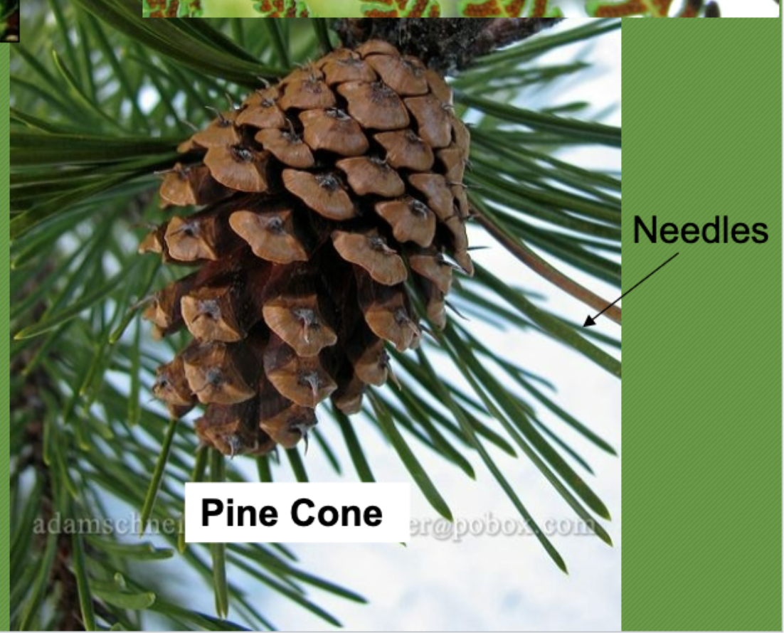 <p>plants that use cones for seed dispersal, vascular </p>