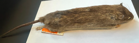 <p>Common Name?</p><p>Family?</p><p>Scientific Name?</p>