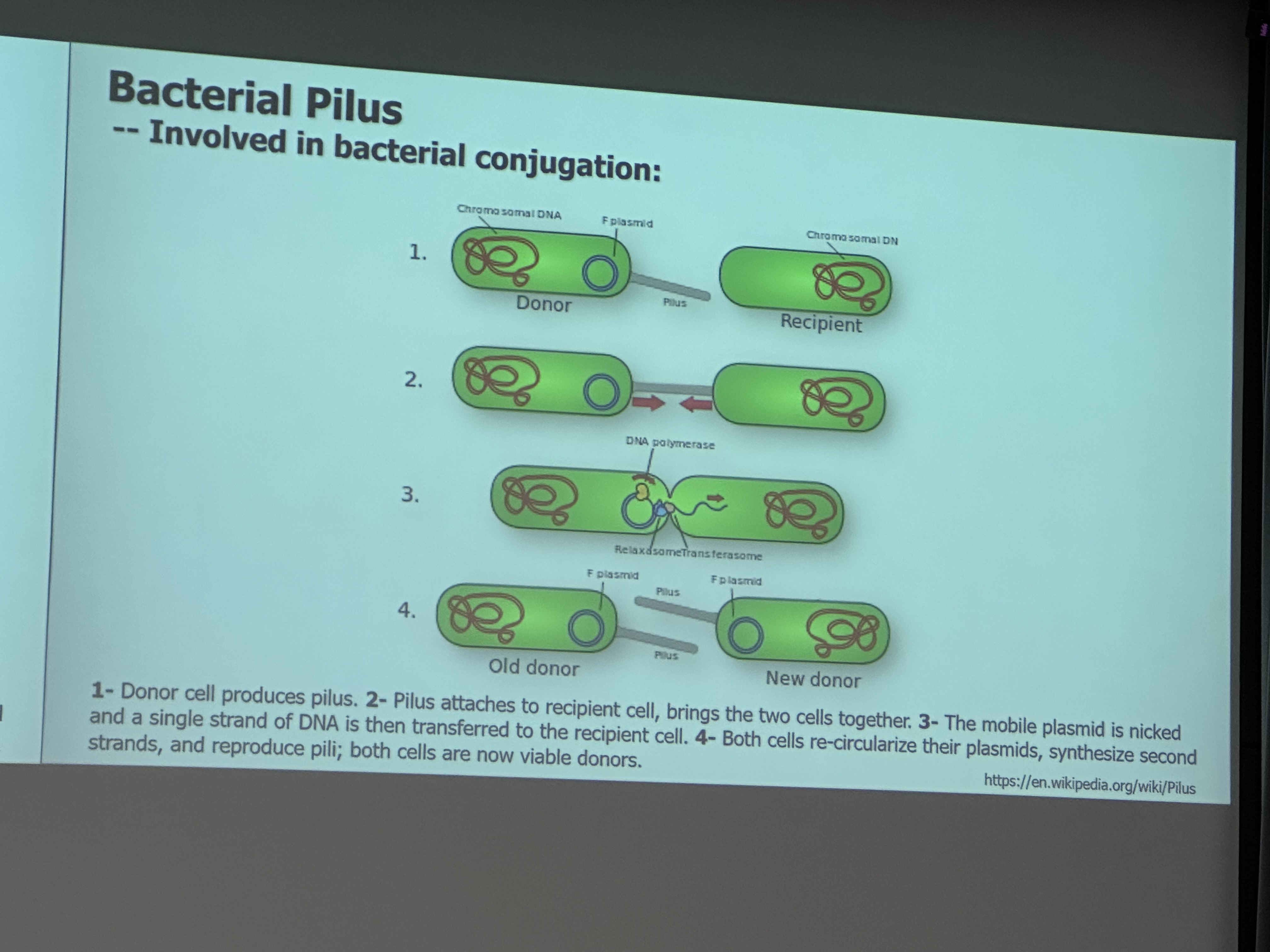 <p>A pilus (surface of bacteria) leaves its body and enters the other’s membrane containing some genetic material <mark data-color="red">(horizontal gene transfer)</mark></p>