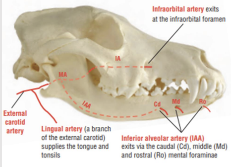 <p>The maxillary artery is the terminal branch of the external carotid artery</p><p></p><p>Upper teeth supplied by infraorbital a. (branch of the maxillary artery)</p><p></p><p>Lower teeth are supplied by the inferior alveolar artery (IAA)</p><p></p><p>IAA enters the mandible through the mandibular foramen into the mandibular canal</p>