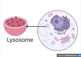 <p>breaks down waste and foreign substances</p><p>Mostly in animal cells</p><p><em>garbage disposal</em></p>