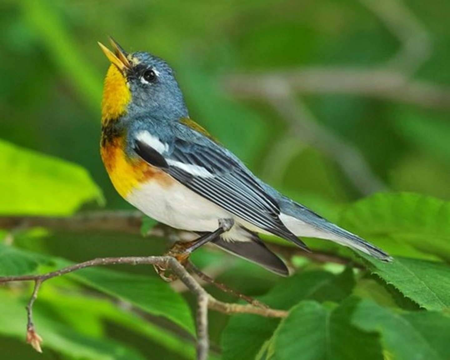<p>Passeriformes</p><p>White eye arcs, black and rufous breast band, bluish upperside, yellow throat</p>