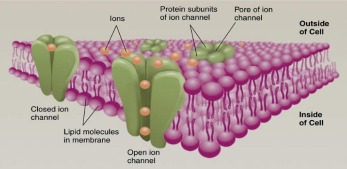 <ul><li><p>Dendrites of most neurons are full of receptors that are ion channels</p></li><li><p>Once activated, the receptors change shape and a pore through which ions flow in and out</p></li><li><p>These leak channels are gated by something.</p></li><li><p>If an activated receptor allows positively charged Na+ ions to flow freely, they rush into the cell on account of diffusion and electrostatic pressure. A large rapid influx of Na+ ions through a bunch of activated receptors will depolarize the membrane potential (make less negative)</p></li></ul><p></p>