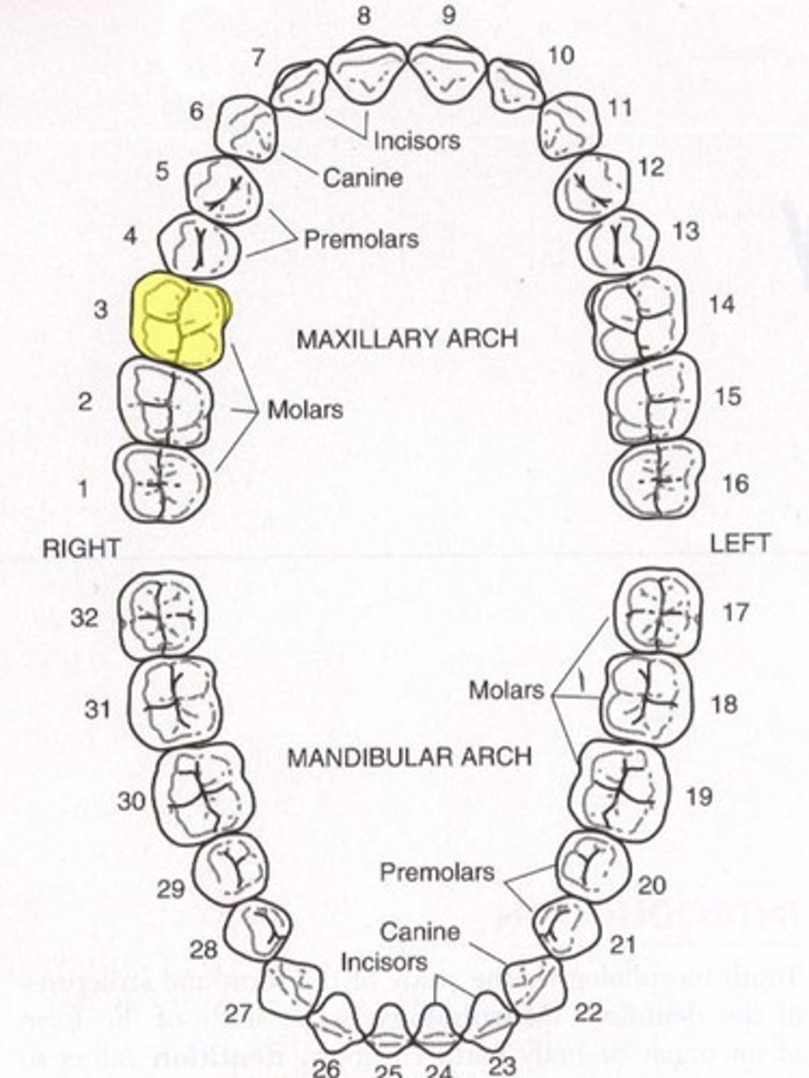 <p>Maxillary right first molar</p>
