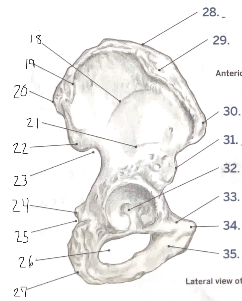 <p>35</p>