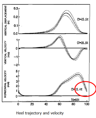 <ul><li><p>control heel trajectory and velocity at contact.</p></li><li><p>Velocity decreases to 0 in the vertical direction, 0.4 ms<sup>-1</sup> in the horizontal direction.</p></li><li><p>Muscles active: hamstrings to slow down foot upon Heel Strike (hamstring muscle activation rate is lower in elderly).</p></li></ul><p></p>