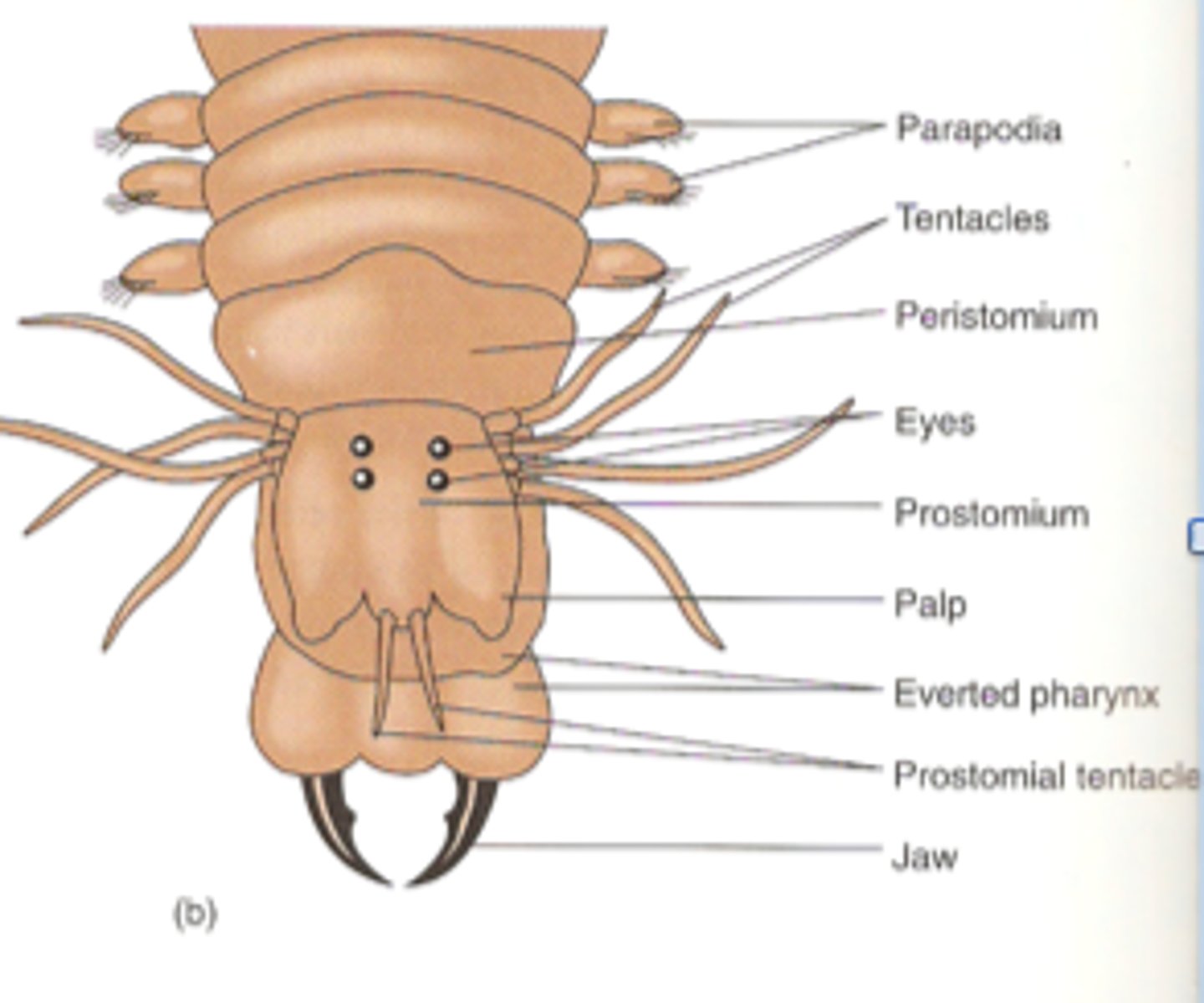 <p>Segment fusion in annelids with cirri and palps</p>