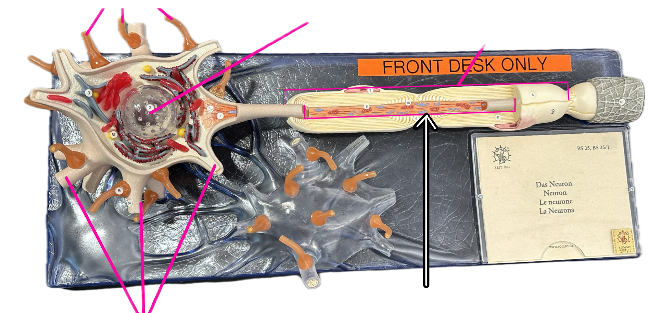 knowt flashcard image