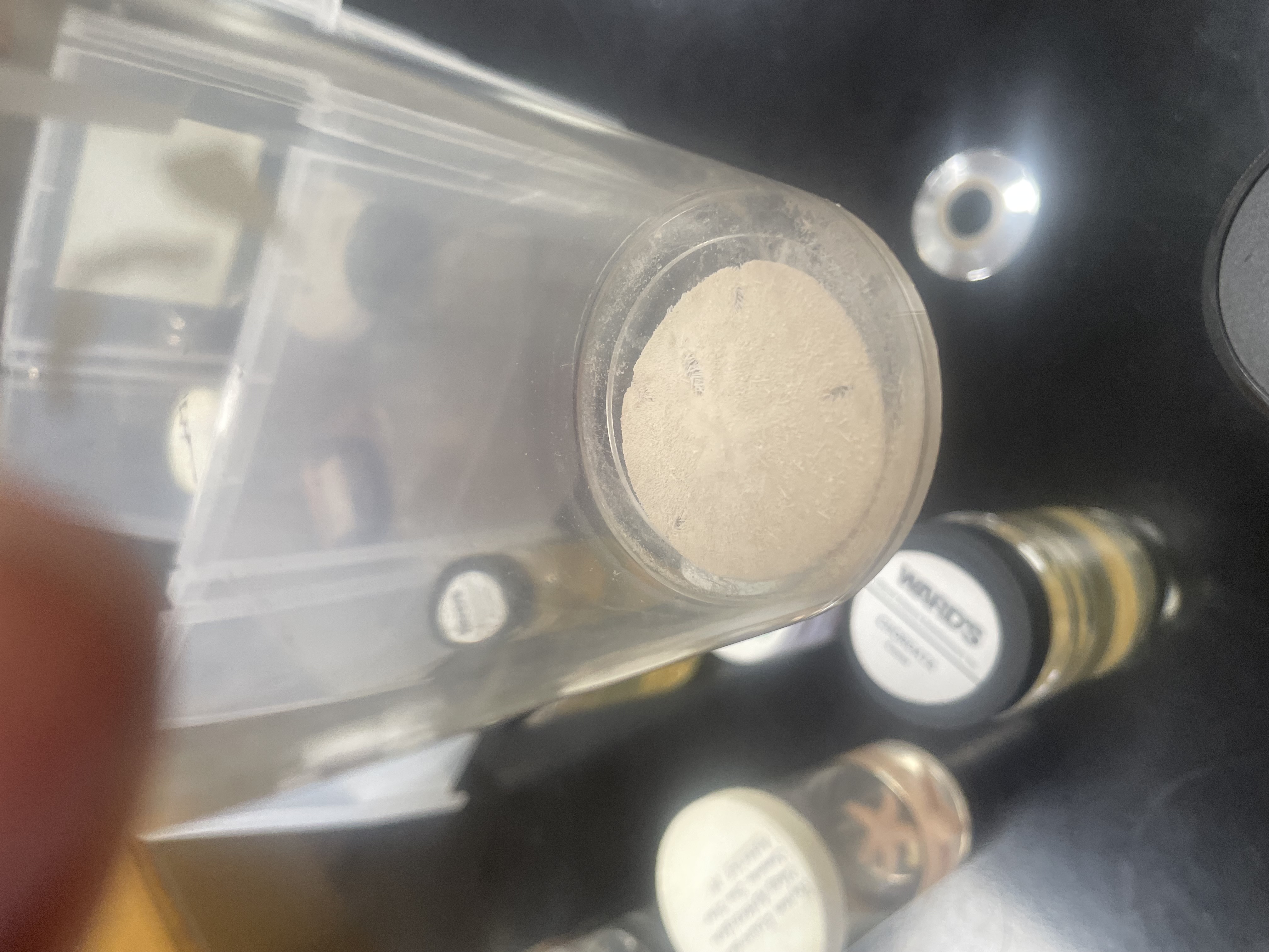 <p>Echinarachnius </p>