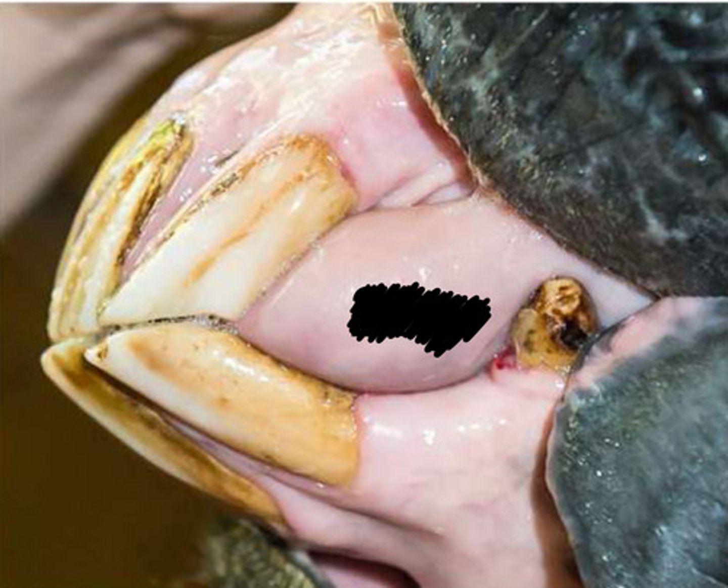 term image