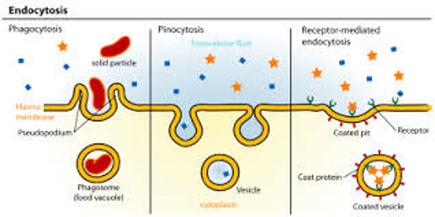 <p>Types include:<br>- Pinocytosis - "drinking"<br>- Phagocytosis - "eating"</p>