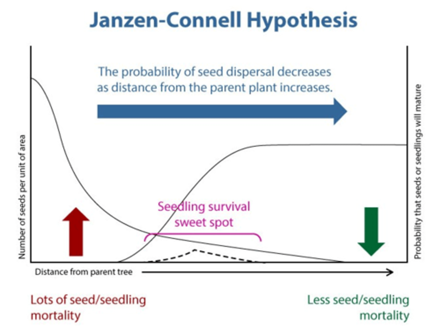 <p>- Vulnerability of a population to disease is dependent on the density of its individuals.</p><p>- Many, low-density species are more likely to survive than a few, high-density species.</p><p>- Dispersal of seeds is critical not simply to reduce competition between generations but also to reduce exposure of the offspring to pathogens.</p>