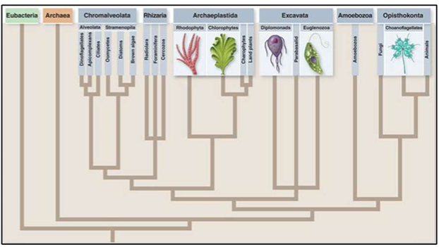 <p>Excavata, SAR, Archaeplastida, and Unikonta.</p>
