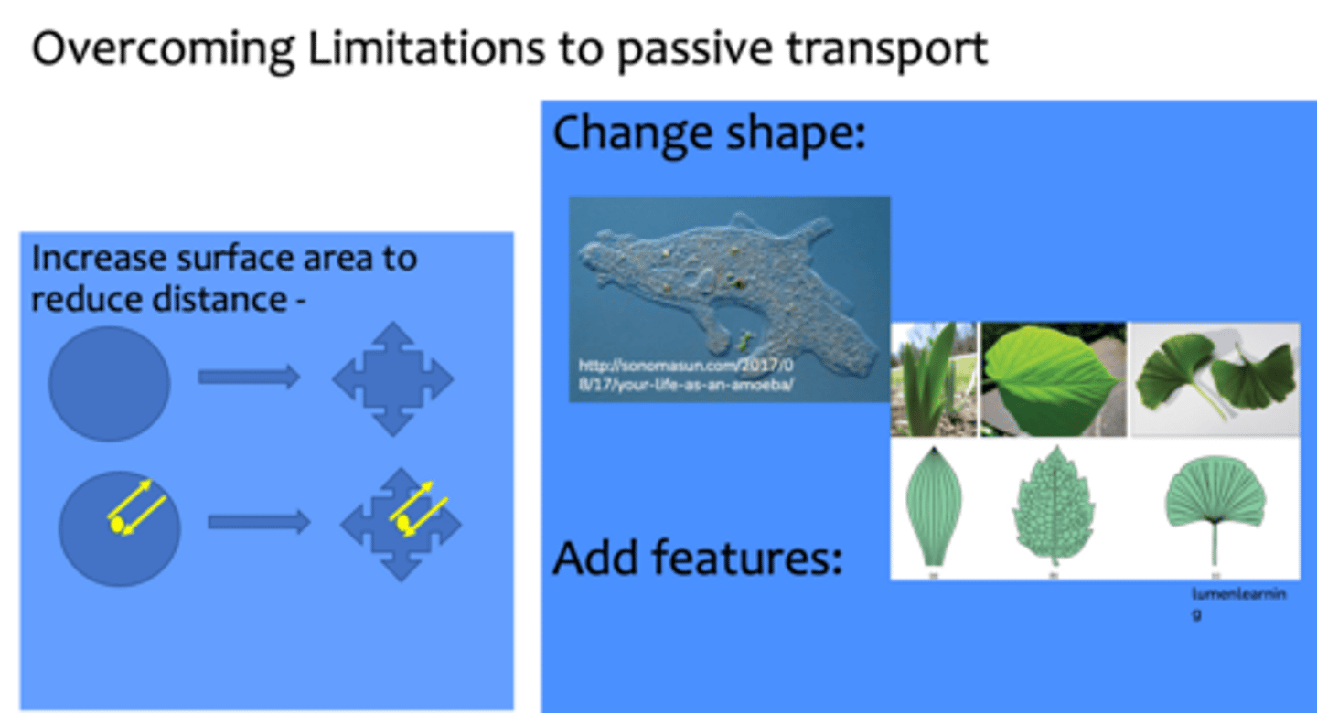 <p>increase surface area to reduce distance- change shape and add features.</p>