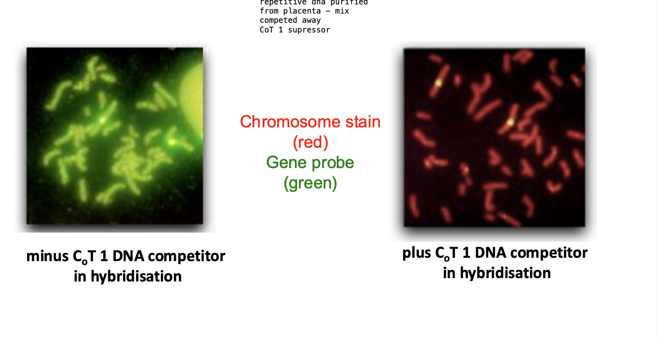 <p>Highly repetitive DNA = <strong>CoT 1 DNA SUPPRESSOR </strong></p><p></p><p>IN FISH</p><p>CoT 1 DNA</p><p><strong>Prevents the probe from binding to repetitive DNA sequences</strong></p><p>competes with the probe for binding sites</p><p>Improves signal-noise reatio </p><p><strong>REDUCES THE BACKGROUND SIGNAL</strong></p><p></p><p>IN FISH</p><p>Cot 1 DNA - added to solution before the probe </p><p>EASIER TO DETECT TARGET SEQUENCES</p>