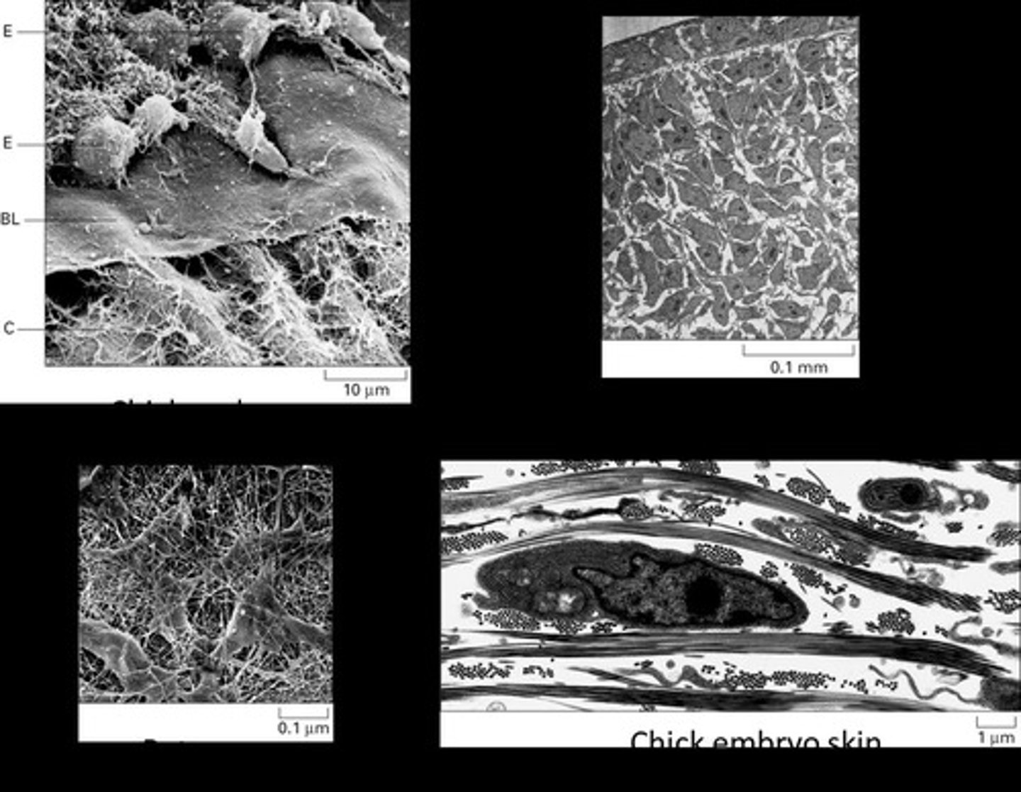<p>A network of large macromolecules that occupies the extracellular space in solid tissues, often more abundant than the cells within it.</p>