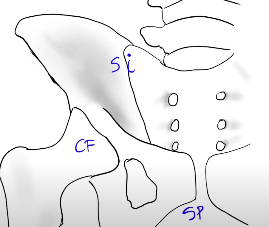 <ul><li><p>sacroiliac joint</p></li><li><p>coxofemoral joint</p></li><li><p>Pubic symphysis </p></li></ul><p></p>