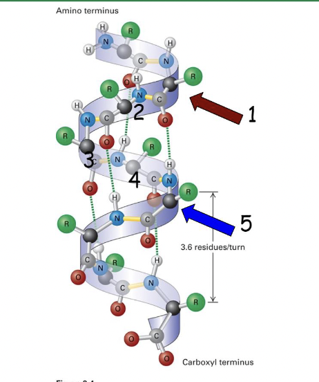 * carbonyl oxygen of each peptide bond is H-bonded to the amine hydrogen of the amino acid four residues towards the C-terminus
* forms independently of specific amino acid side chains