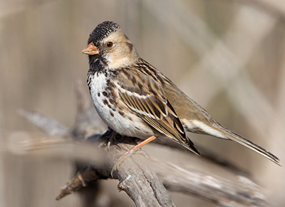 Harris’s Sparrow