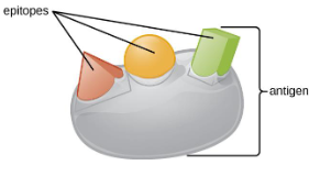 <p>A substance that is able to react with a product of the adaptive immune response (lymphcyte, antibody).</p><p>Has the <em>potential </em>to trigger an immune response (not all do)</p>