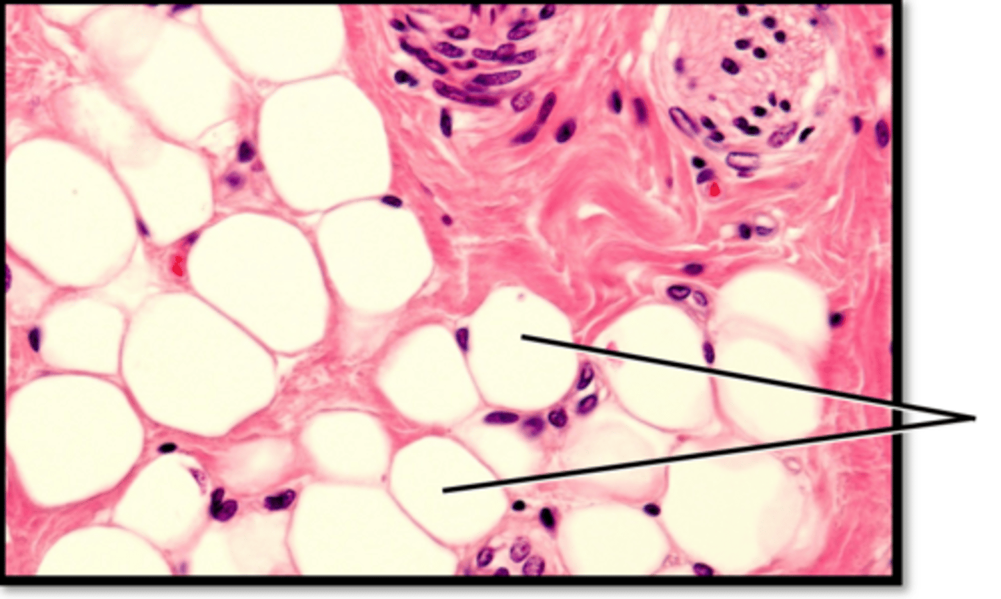 <p>What type of cell is found here?</p>