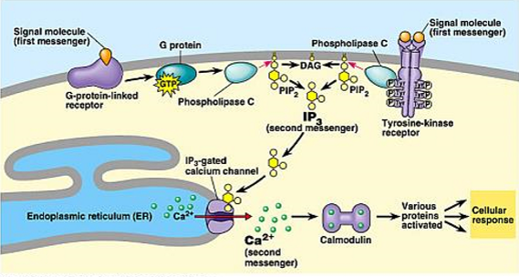 <ul><li><p><strong>Receptor type:</strong> α1 adrenergic</p></li><li><p><strong>G protein:</strong> <strong>Gq </strong>using <strong>GTP</strong></p></li><li><p><strong>Pathway:</strong></p><ol><li><p>Signal → activates Gq protein</p></li><li><p>Gq activates <strong>Phospholipase C (PLC)</strong></p></li><li><p>PLC cleaves PIP₂ → <strong>IP₃ + DAG</strong></p></li><li><p><strong>IP₃</strong> → releases Ca²⁺ from ER</p></li><li><p><strong>DAG + Ca²⁺</strong> → activate <strong>PKC</strong></p></li></ol></li><li><p><strong>Outcome:</strong> Smooth muscle contraction, secretion, cellular activation.</p></li></ul><p></p>