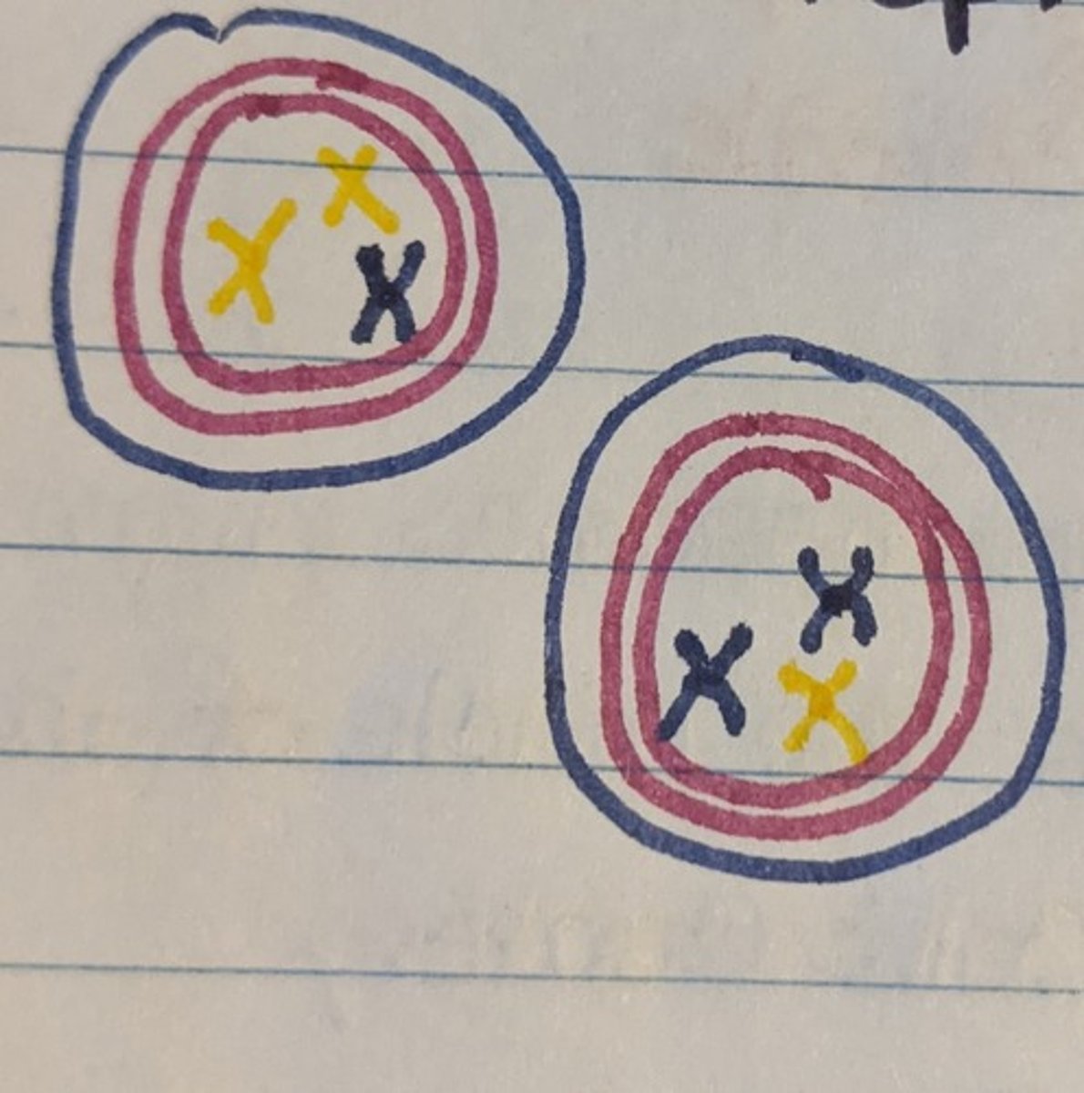 <p>Chromosome condensation in both cells</p>