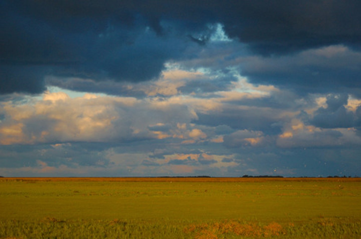 <p>grasslands (in South America)</p>