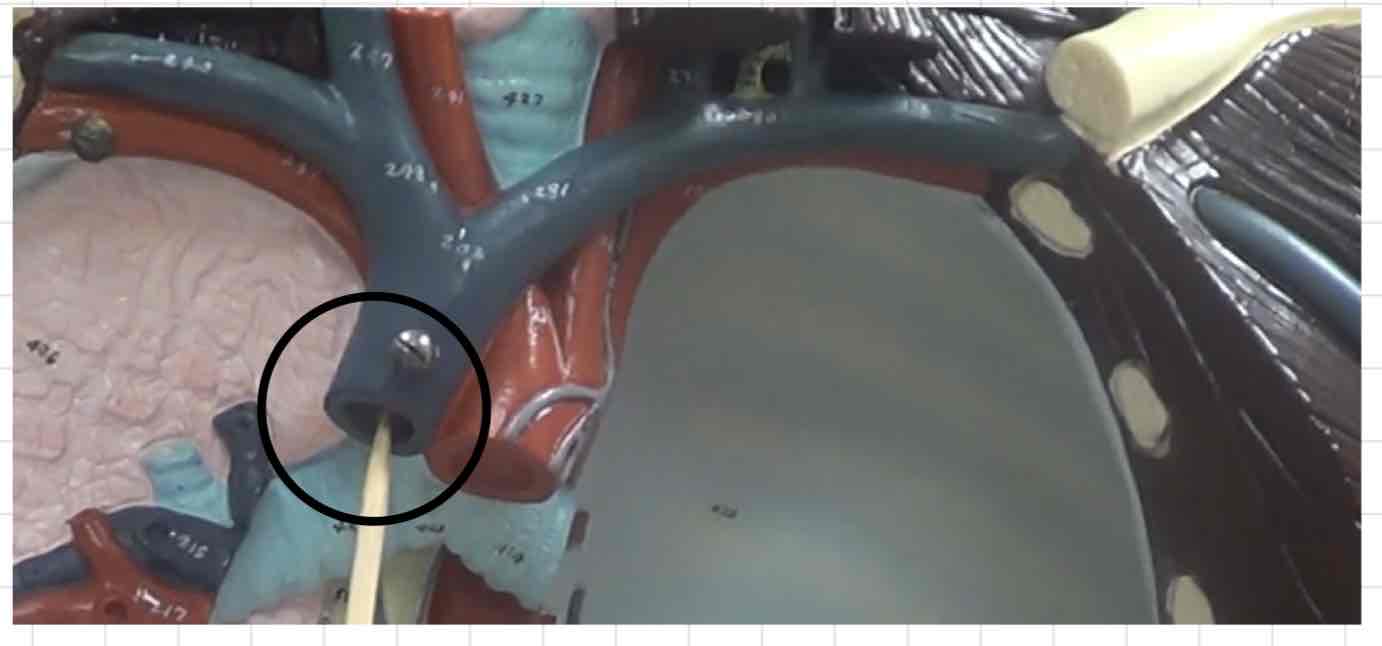 <p>what is this? (torso model)</p>