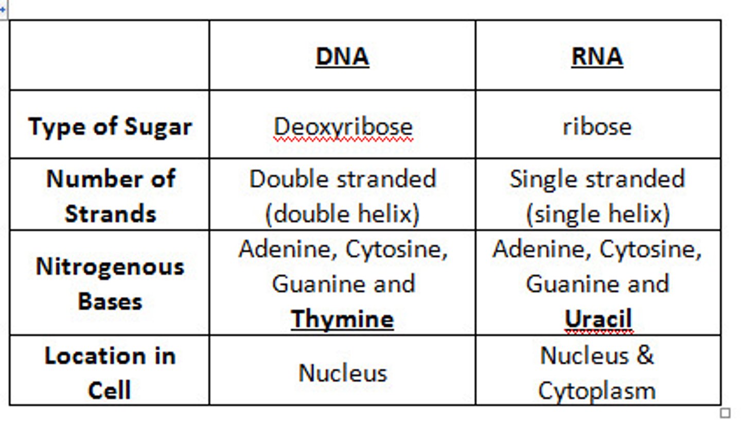 <p>DNA has deoxyribose, thymine, and is double-stranded. RNA has ribose, uracil, and is single-stranded</p>