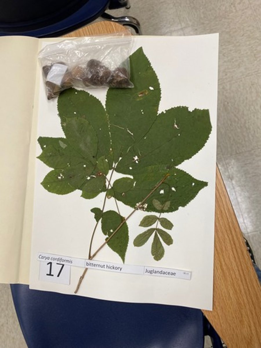 <p>Carya cordiformis (Juglandaceae)</p>