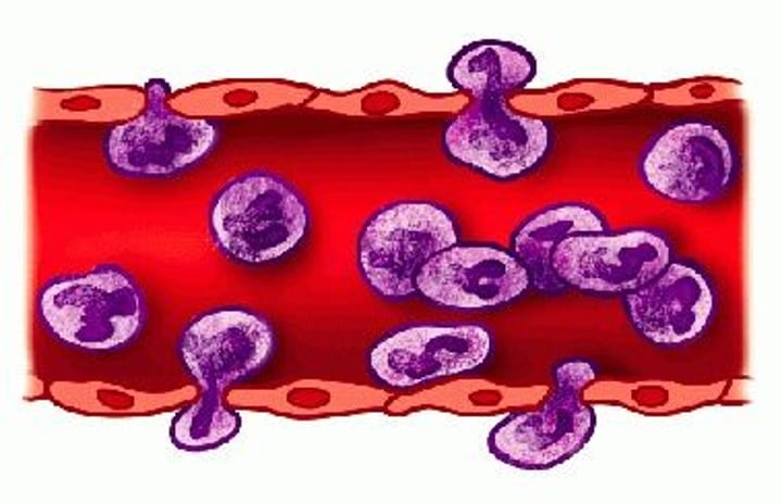 <p>ability of Leukocytes to slip into and out of blood vessels</p>