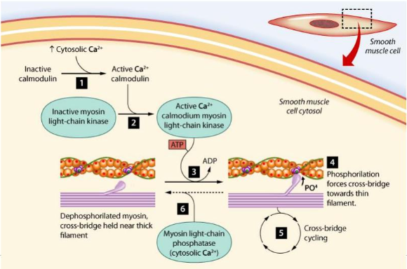 
1. myosin light chain phosphatase (**MLCP**) dephosphorylates myosin
2. myosin ATPase activity is reduced

   
   1. cross-bridges *may* be released (latch state)